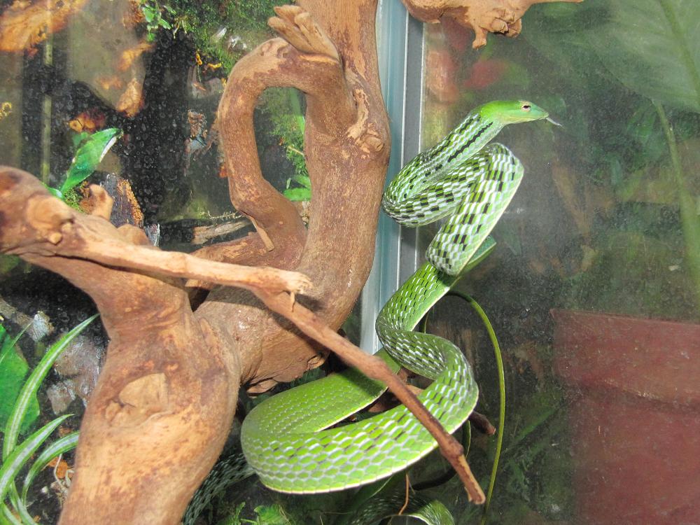 AHETULLA Mycterizans 3.JPG