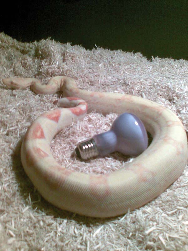 Albina Hembra 01.jpg