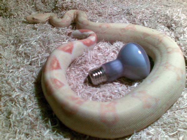 Albina Hembra 02.jpg