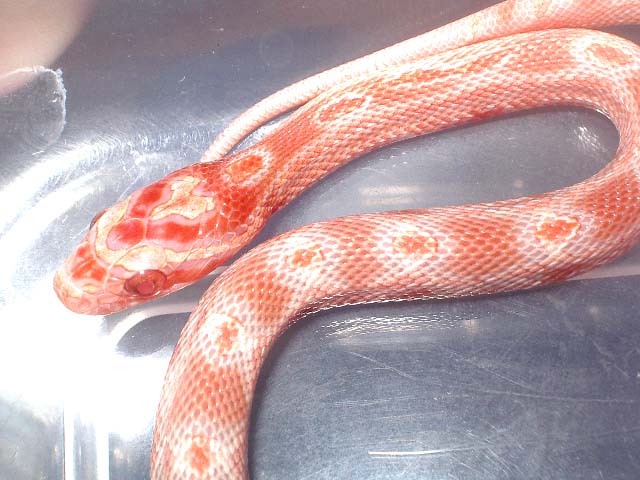 Albina mandarina.jpg