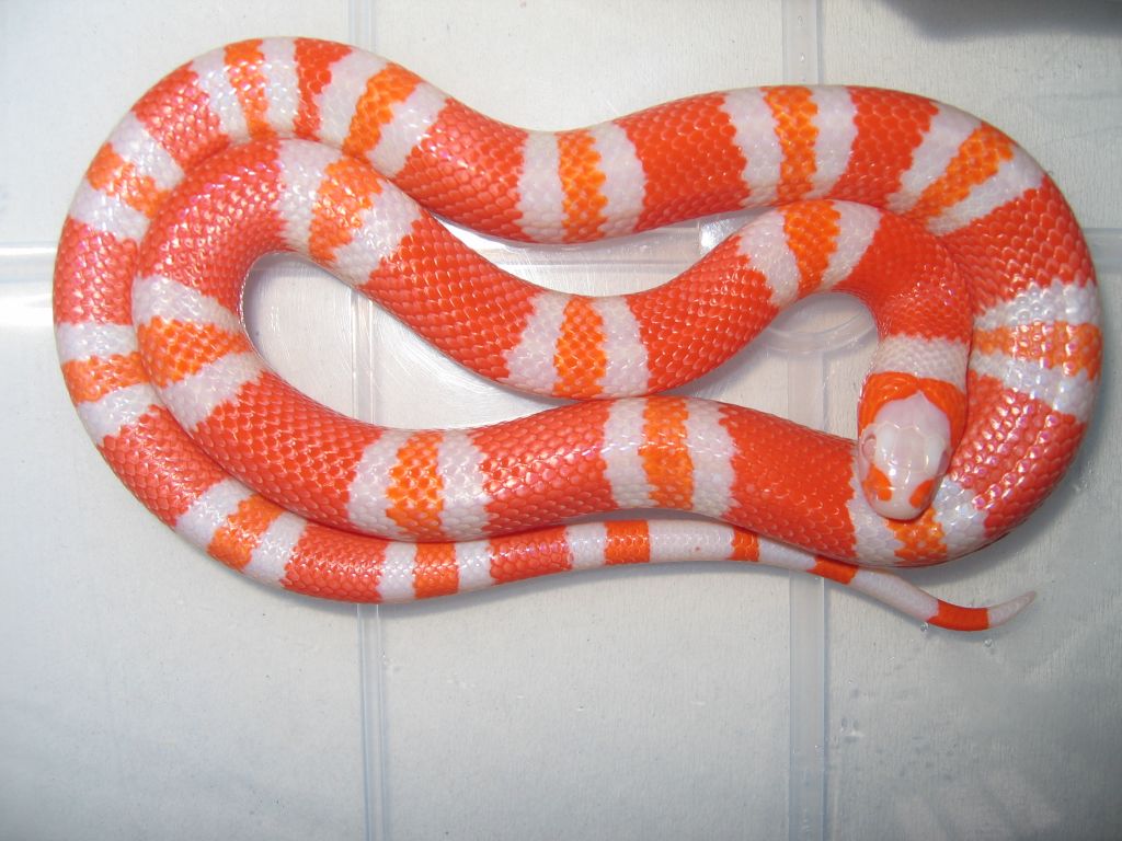 albina tangerina.jpg