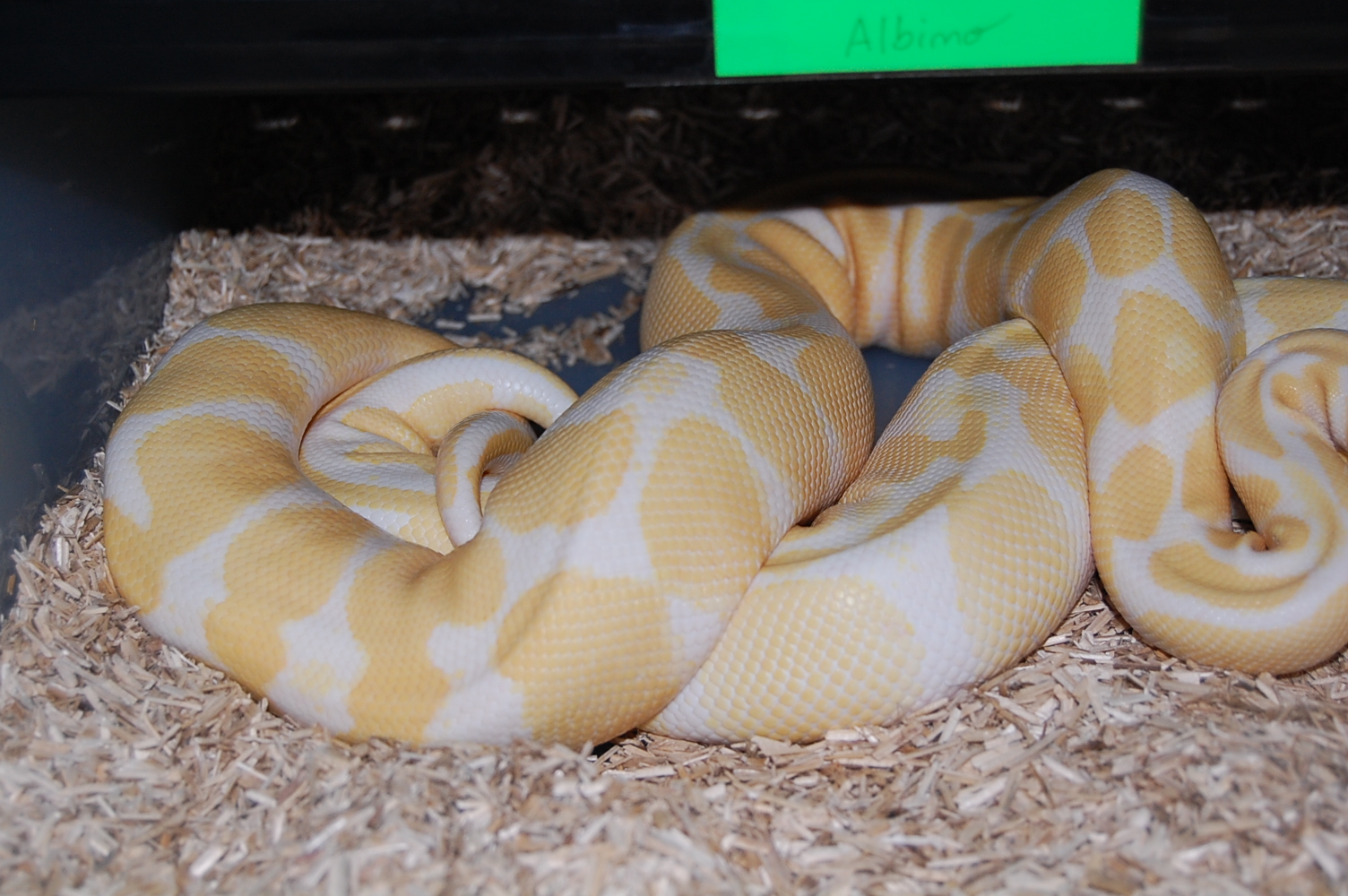 albina x albina 22-12-09.JPG