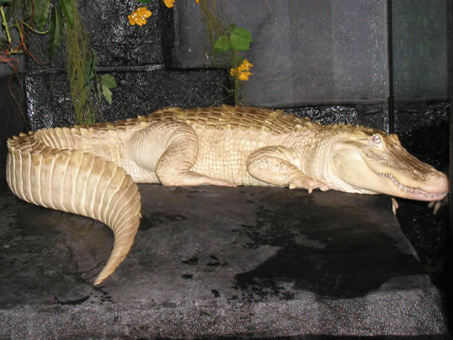 Albino%20Alligator.jpg