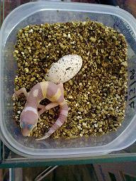 albino doble het blizzard y eclipse3 10-7-2009.jpg