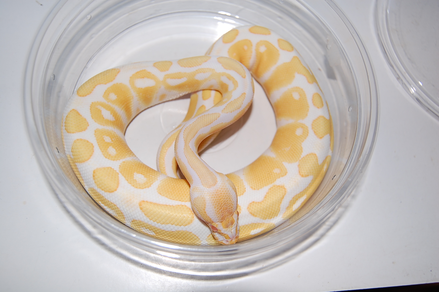 albino hc hembra.JPG