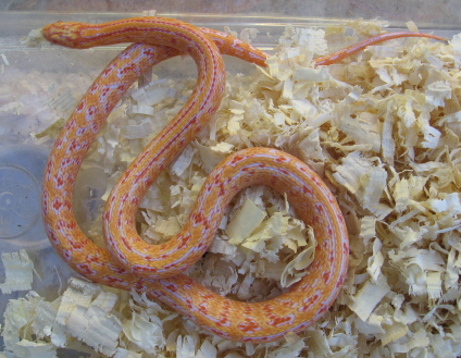 albino hybrid king corn.jpg
