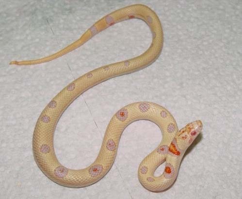 Albino Nelsons Milksnake X Thayeri Kingsnake (clown).jpg