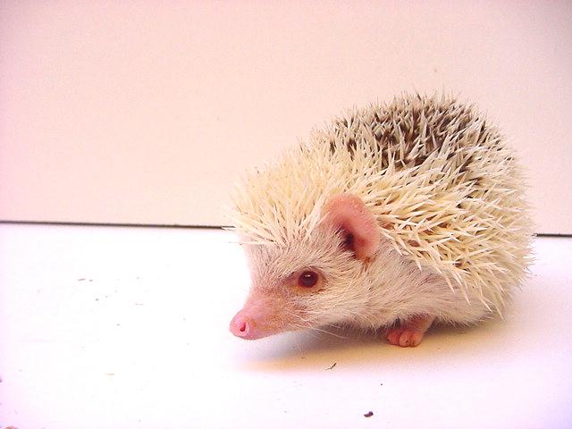 albino pintado.jpg