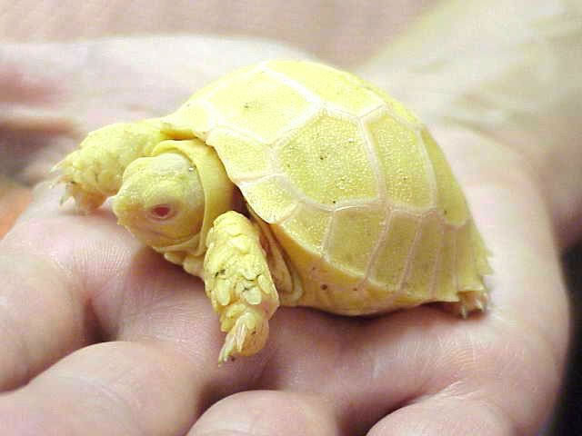 Albino sulcata.jpg