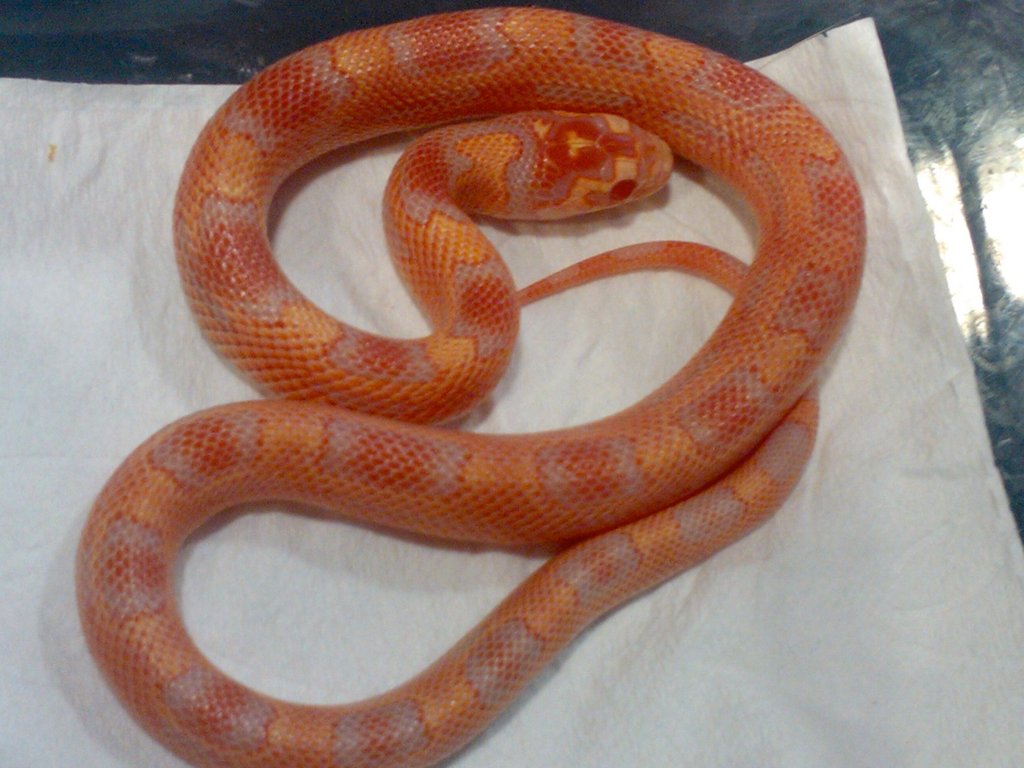 Albino Supercornduran