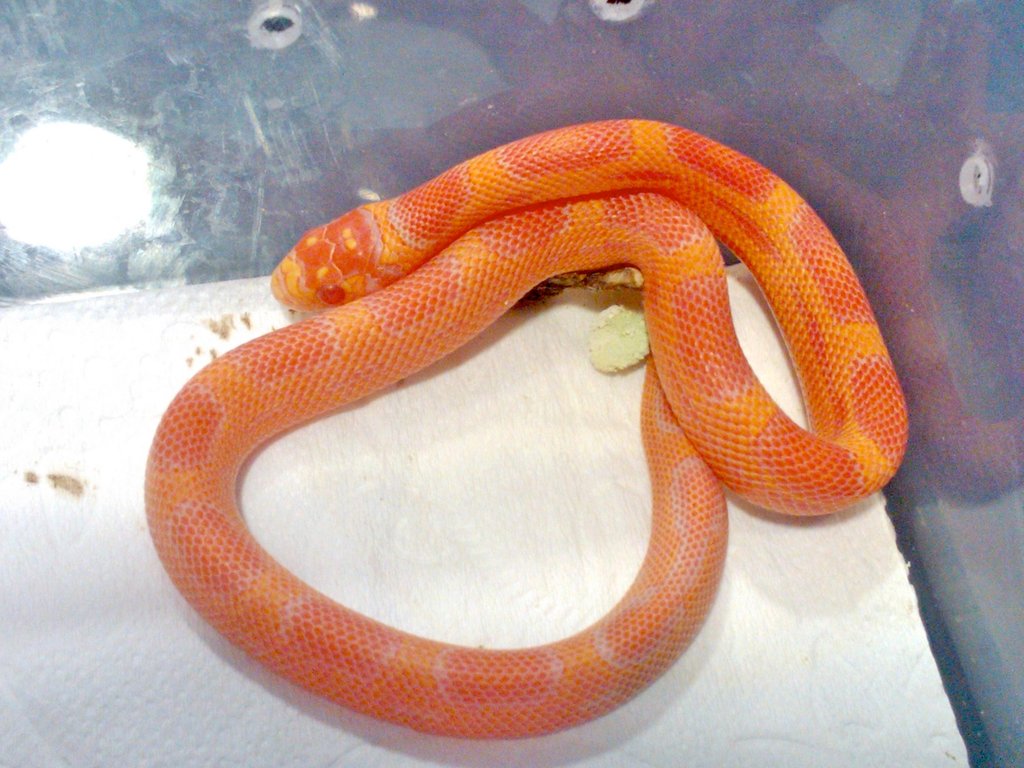 Albino Supercornduran