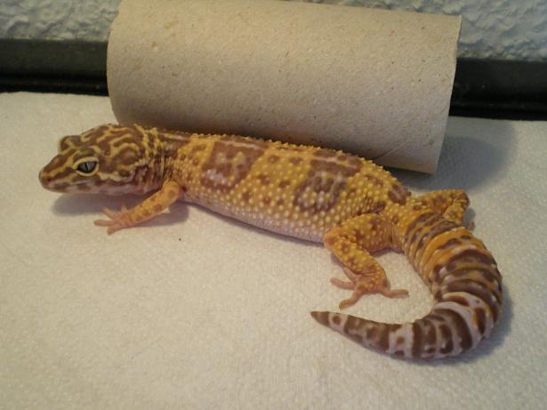 Albino tangerine hembra nacida 2006.JPG