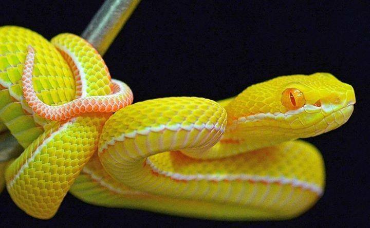 Albino white lipped viper (Trimeresurus albolabris)