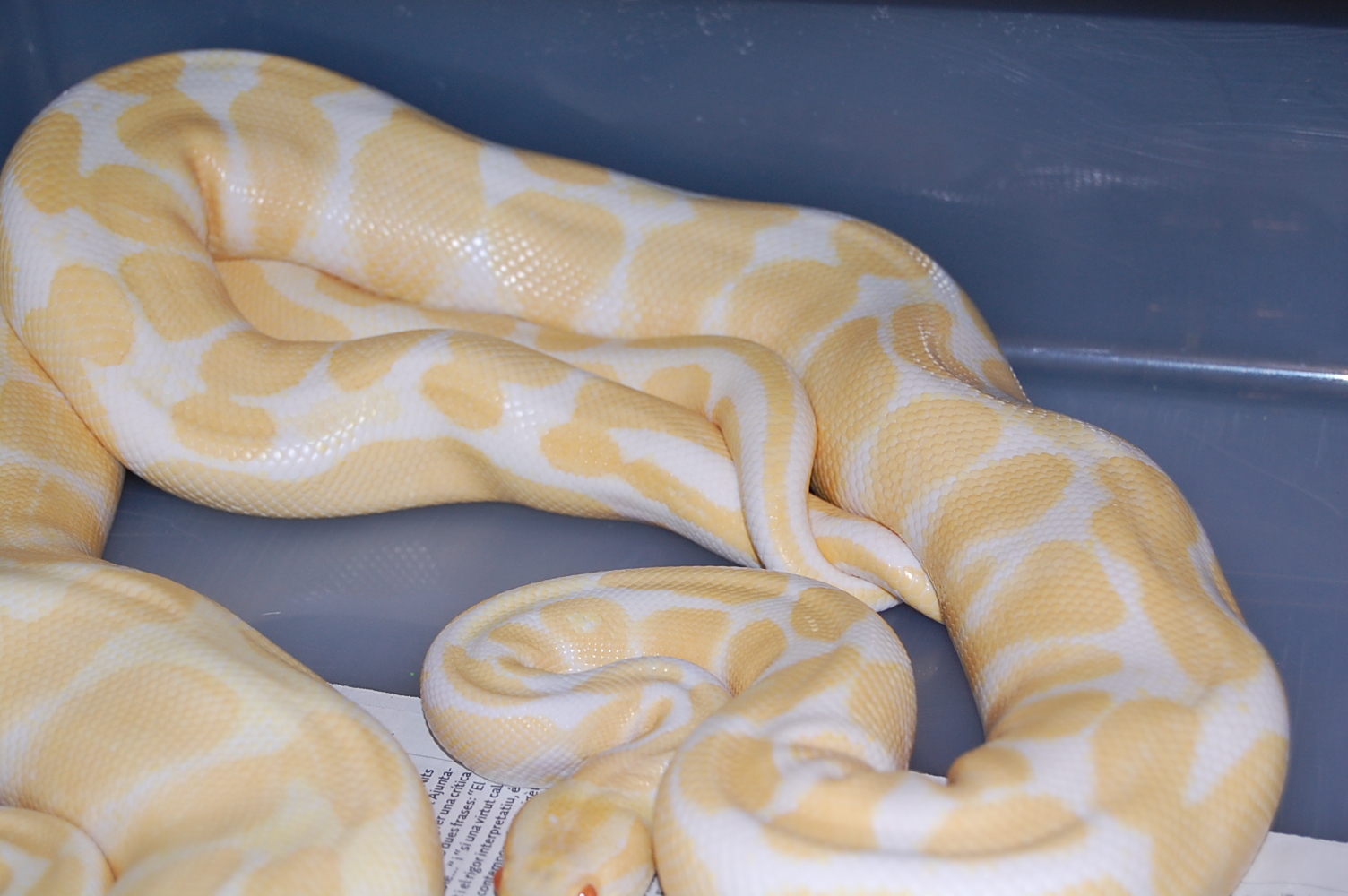 albino x albino1 - 30-11.2010 (3).JPG