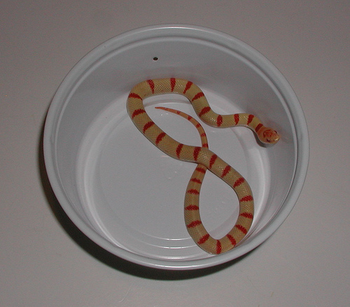 albino yelow pastel.jpg