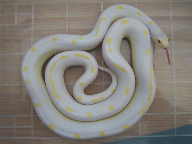 Albino_005 (Small).jpg