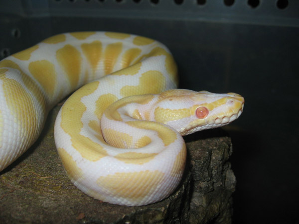 albino_regius1.jpg
