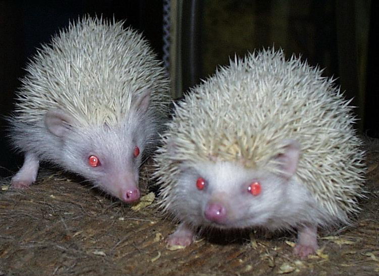 albinos.jpg
