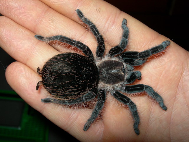 Albopilosa obesa.jpg