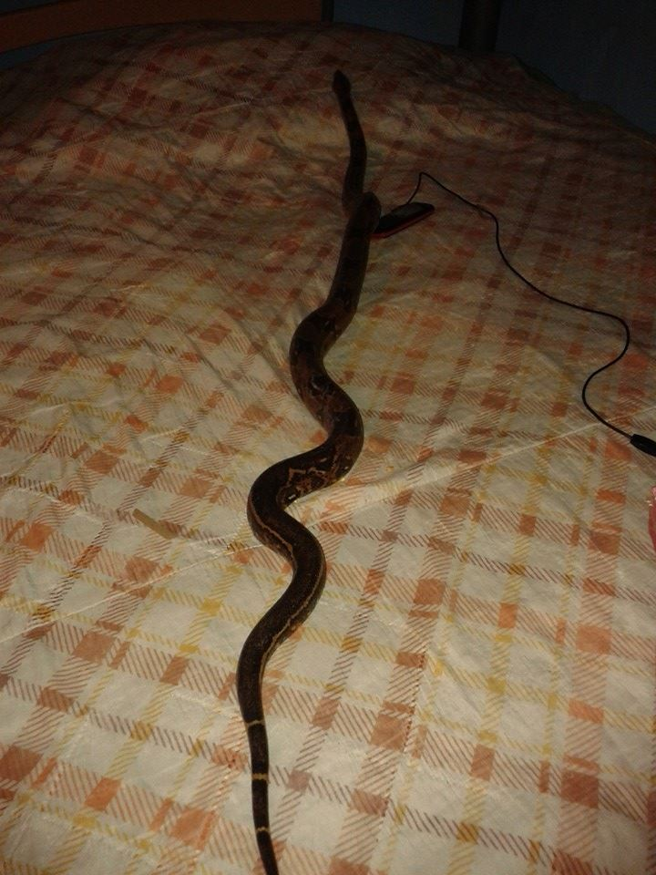 ¿alguien sabe a que genero pertenece esta boa constrictor?