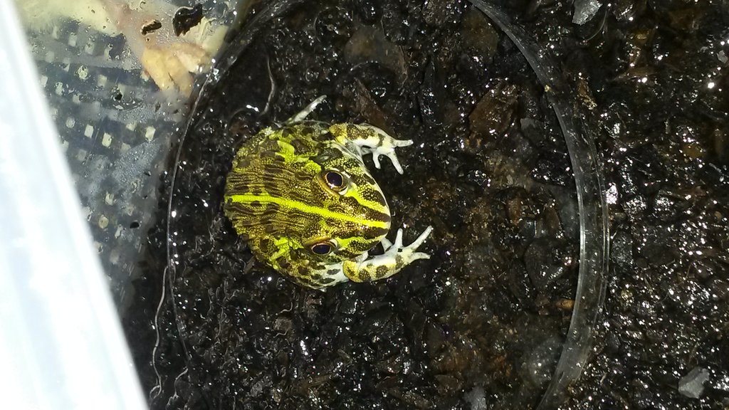 alguien sabria decir que es?