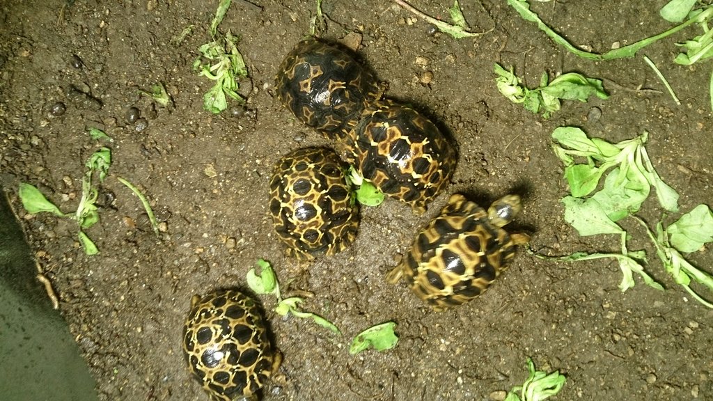 algunas de mis crías 2013