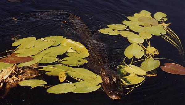 Aligator Americano.jpg