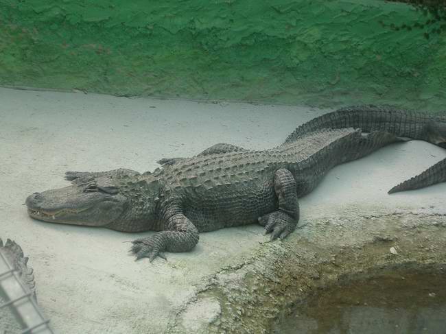 Aligator.JPG