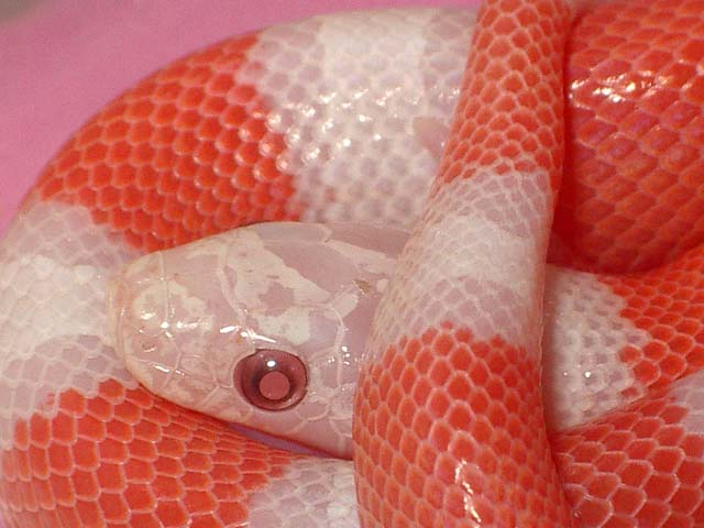 Alterna albina 1 cabeza.jpg