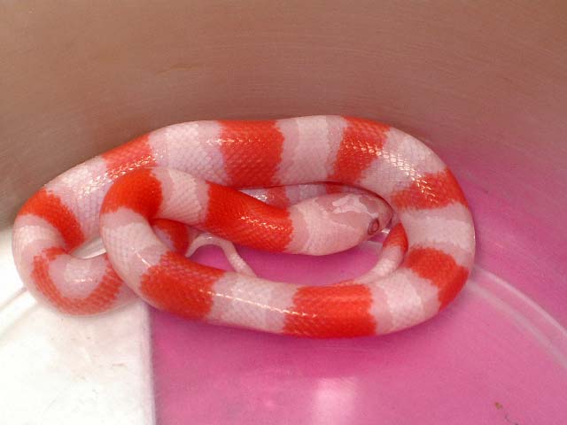 Alterna albina 2.jpg