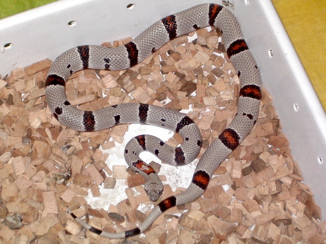 Alterna alterna nov'11