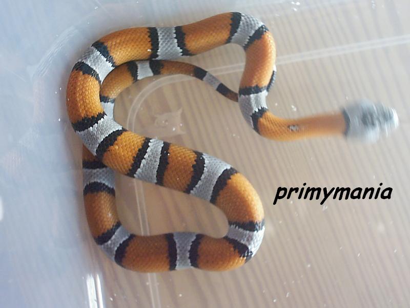 alterna blair hembra.JPG