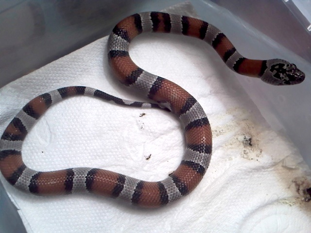 Alterna blair hembra