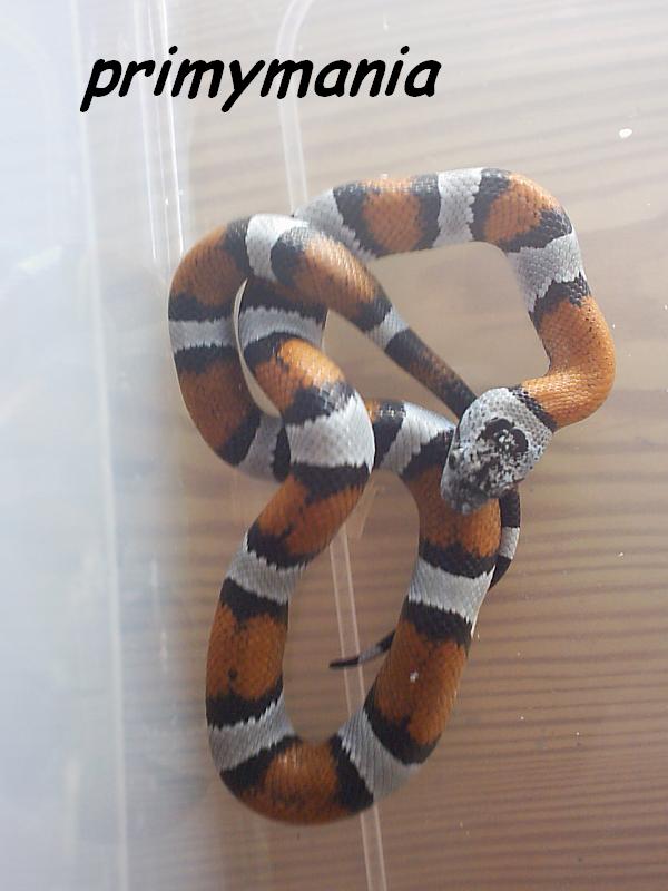 alterna blair macho.JPG