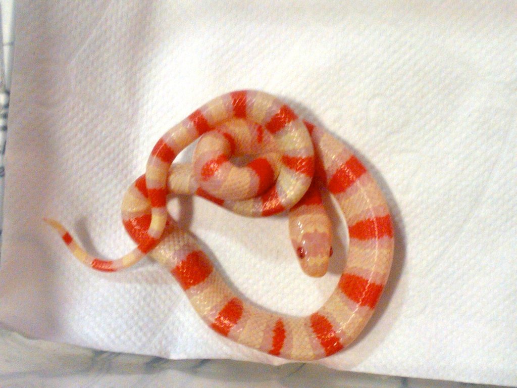 alterna blair x ruth albina