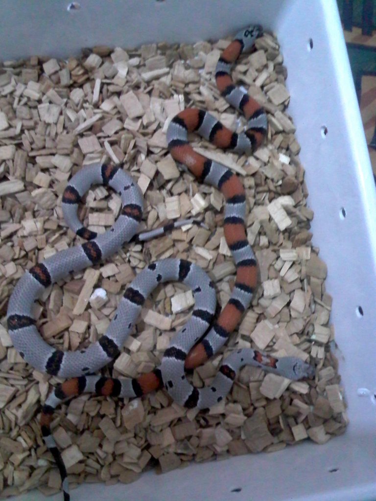 Alterna blair y Alterna alterna 2