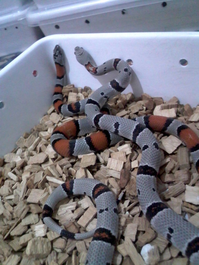 alterna blair y alterna