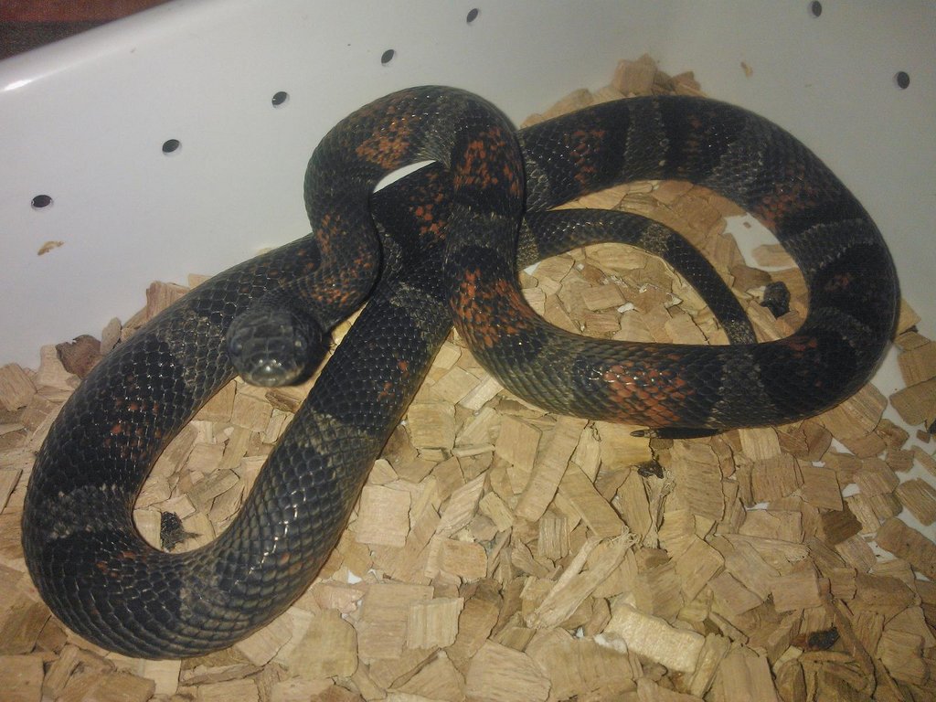 alterna blairi melanistica