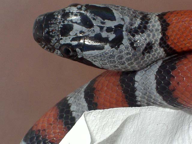 Alterna hetero cabeza.jpg