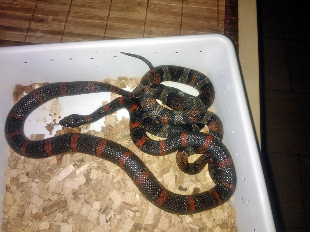 Alterna melanistica y thayeri