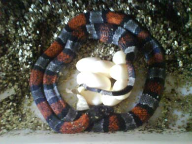 Alterna puesta 1.jpg