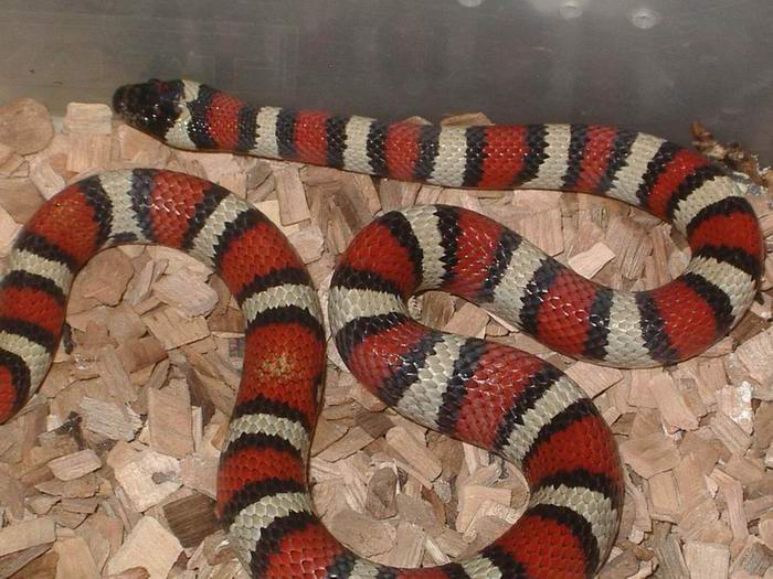 alterna x ruthveni.JPG