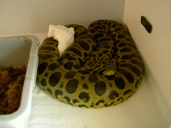 amarilla x verde 2.jpg