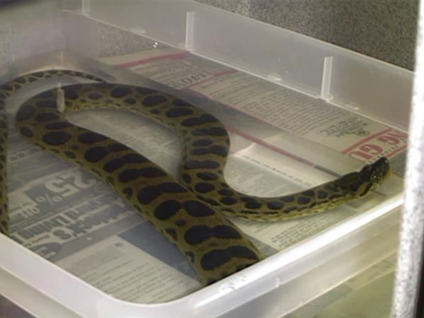 amarilla x vrede.jpg