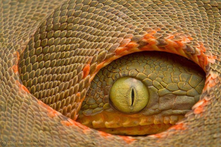 Amazon tree boa (Corallus hortulanus)