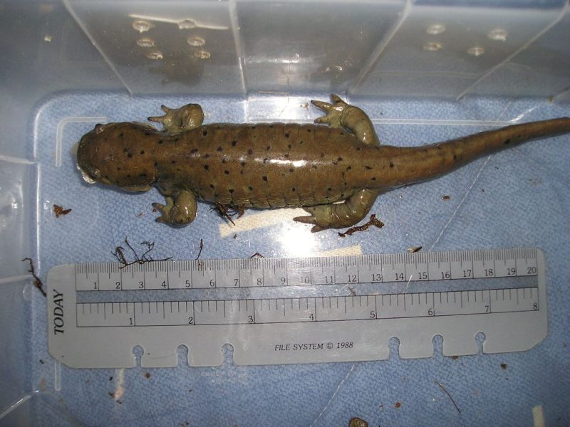 Ambystoma mavortium diaboli.jpg