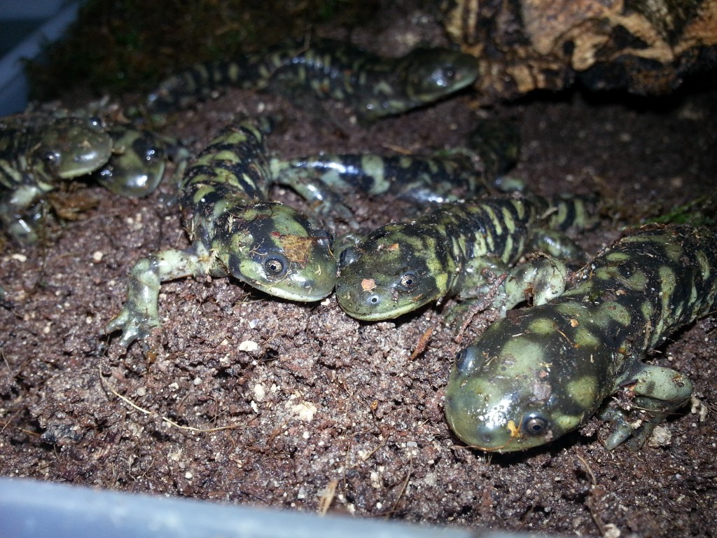 Ambystoma mavortium