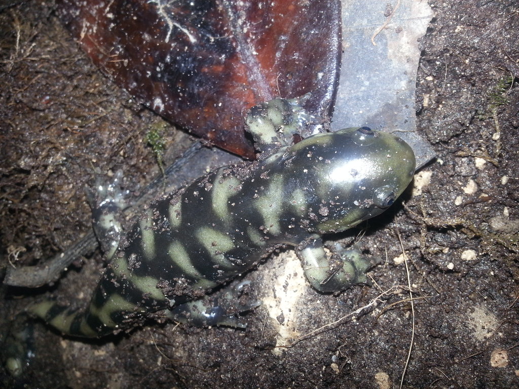 Ambystoma mavortium