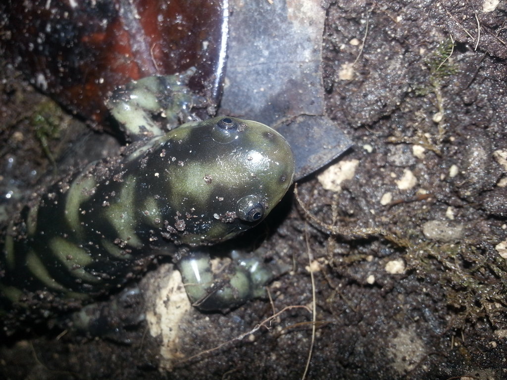 Ambystoma mavortium