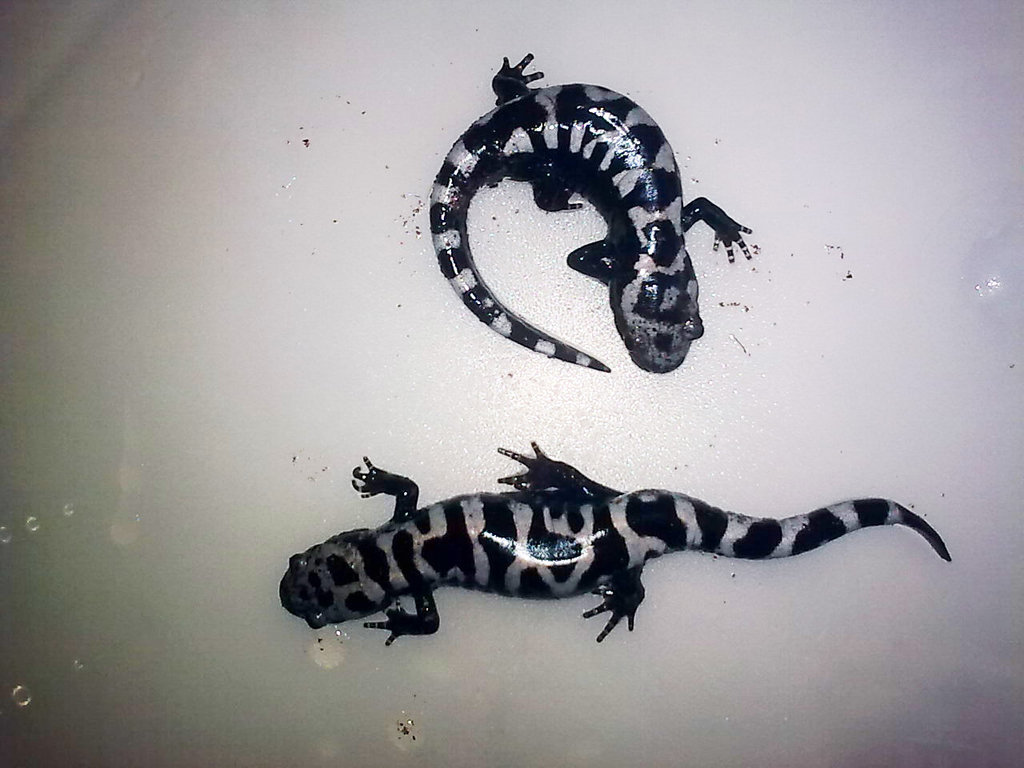 ambystoma opacum